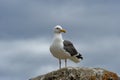 Sea Gull on Rock Royalty Free Stock Photo