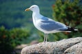 Sea Gull on Rock Royalty Free Stock Photo