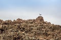 Sea gull on the rock pools