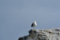 Sea Gull on Rock in Reserva Nacional Pinguino de Humboldt chile