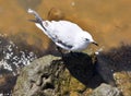 Sea Gull on the Rocks