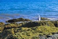 Sea gull on the rocky mossy coast with turquoise ocean in the background Royalty Free Stock Photo