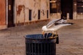 Sea gull rummaging dustbin and pulls out plastic bag. Concept pollution environment, asphyxiation of animals from human Royalty Free Stock Photo