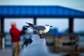 Sea Gull Safety Harbor at sunset Royalty Free Stock Photo