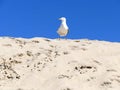 Sea gull on sand dune with blue sky