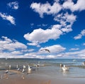 Sea gull on the sea, blue cloudy sky. Royalty Free Stock Photo