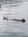 Sea Gull and Sea Otter in Seward Harbor Alaska