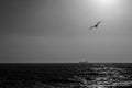 Sea Gull Silhouette: Flying over the Sea at Sunset Royalty Free Stock Photo