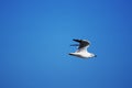 Sea gull Royalty Free Stock Photo