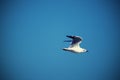 Sea gull Royalty Free Stock Photo