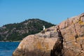 Sea gull sitting on a cliff watching over the sea for food.. Royalty Free Stock Photo