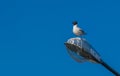 A sea gull sitting the lantern