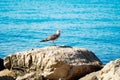 A sea gull sitting on a rock, against a background