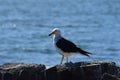 Sea Gull sitting on rock by the sea chile south america Royalty Free Stock Photo