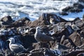 Sea Gull sitting on rock by the sea chile south america Royalty Free Stock Photo