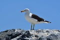 Sea Gull sitting on rock by the sea chile south america Royalty Free Stock Photo