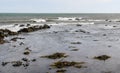 Lonely Sea Gull on the Coast of Rhode Island Royalty Free Stock Photo