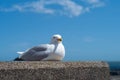 Sea gull sitting on a wall resting , there is a blue sky and a small amount of cloud.
