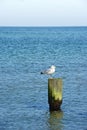 Sea gull sitting on wood at baltic sea Royalty Free Stock Photo