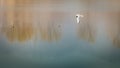 Sea gull Skimming Across A Lake Royalty Free Stock Photo