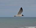 Sea Gull soaring over Atlantic Ocean Royalty Free Stock Photo