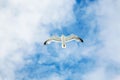 sea gull soars in blue sky with white clouds Royalty Free Stock Photo