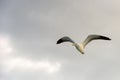 Sea gull flying Royalty Free Stock Photo