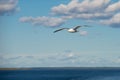 Sea gull soars above the sea