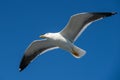 Beautiful big white bird Royalty Free Stock Photo
