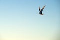 Sea gull soars in the sky