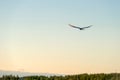 Sea gull soars in the sky