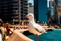 A sea-gull standing at the area in front of the opera house between many people