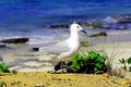 Sea-gull standing on beach Royalty Free Stock Photo