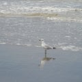 A sea gull standing in the beach in the autumn, with reflection Royalty Free Stock Photo