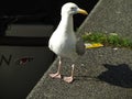 A sea gull standing on the edge of a water canal in Amsterdam, Netherlands