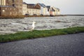 Sea gull standing on a grass by river Corrib, Galway city, Ireland, High level of water, Flood risk. Claddagh area Royalty Free Stock Photo