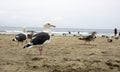 Sea gull standing on his feet on the beach Royalty Free Stock Photo