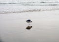 Sea gull standing on his feet on the beach Royalty Free Stock Photo