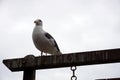 Sea gull standing on his feet on the beach Royalty Free Stock Photo