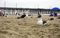 Sea gull standing on his feet on the beach Royalty Free Stock Photo