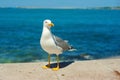 Sea gull standing on his feet on the beach at sunset. Close up view of white birds seagulls walking by the beach against Royalty Free Stock Photo