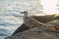 Sea gull standing on his feet on the beach at sunset Royalty Free Stock Photo