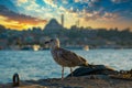 Sea gull standing on his feet on the beach at sunset Royalty Free Stock Photo