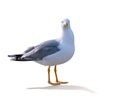 Sea gull standing on his feet. Royalty Free Stock Photo