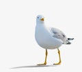 Sea gull standing on his feet. Royalty Free Stock Photo