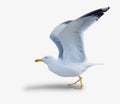 Sea gull standing on his feet. Royalty Free Stock Photo