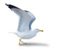 Sea gull standing on his feet. Royalty Free Stock Photo