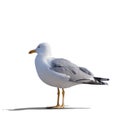 Sea gull standing on his feet Royalty Free Stock Photo