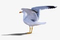 Sea gull standing on his feet. Royalty Free Stock Photo