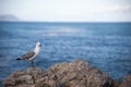 Sea gull standing on a rock in front of the sea Royalty Free Stock Photo